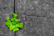 green ivy in cracked stone background