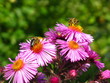 Bienen an Herbstaster
