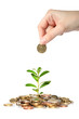 Money and plant. Money and plant.