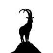 steinbock