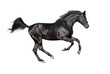 Photo en ligne au meilleur prix galloping black stallion isolated on white