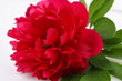 pfingstrose rot