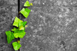 green ivy in cracked stone background
