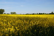 Rapsfeld