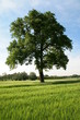 Baum