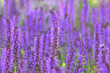 Purple Flower Background