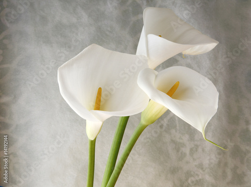 Photo: fresh white calla lilies fresh white calla lilies