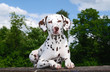 Rassehund schaut