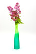 Purple lilac