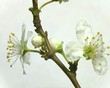 Blooming branch