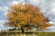Foto: autumn apple-tree autumn apple-tree