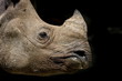 Foto: Weibliches Breitmaulnashorn close-up Weibliches Breitmaulnashorn close-up