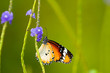 Butterfly Feeding on Blue Flowers