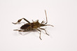 Stink Bug