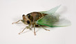 Cicada 2