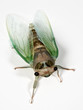 Cicada 1
