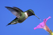 Male Ruby-throated Hummingbird (archilochus colubris)