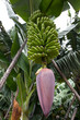 Foto: Bananenplantage La Palma Bananenplantage La Palma