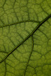 Feuille