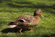 duck