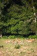 biche 4