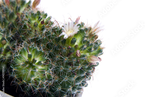 Photo: Cactus Cactus