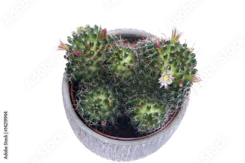 Photo: Cactus Cactus