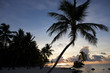 Foto: palms at sunset palms at sunset