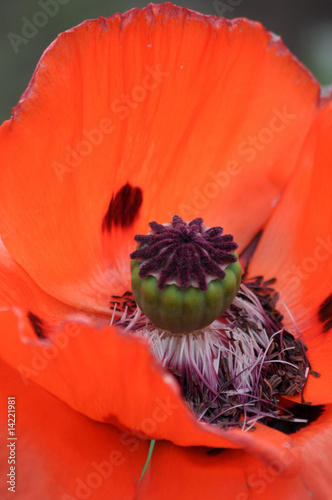 Photo: Mohn Mohn