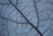 Feuille