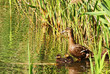 duck and ducklings