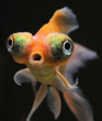 Teleskopfisch