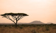 esencia africana