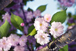 spring blossom of purple sakura