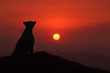 Silhouette of a cheetah at sunset