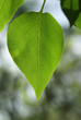 Blatt im Licht