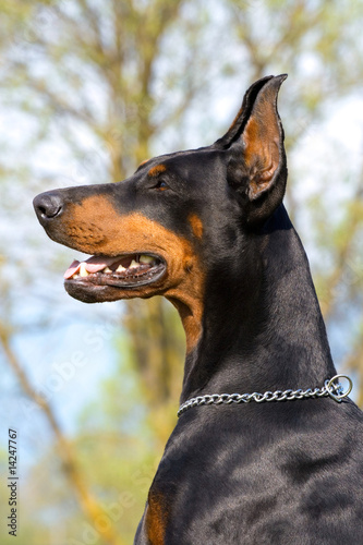 Photo: portrait of black dobermann portrait of black dobermann