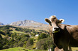 A cow A cow