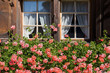 Pink geraniums in a window box of a wooden house in vals Pink geraniums in a window box of a wooden house in vals