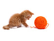 Kitten playing with ball of wool