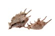 Sea cockleshells