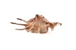 Sea cockleshells