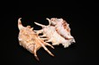 Sea cockleshells