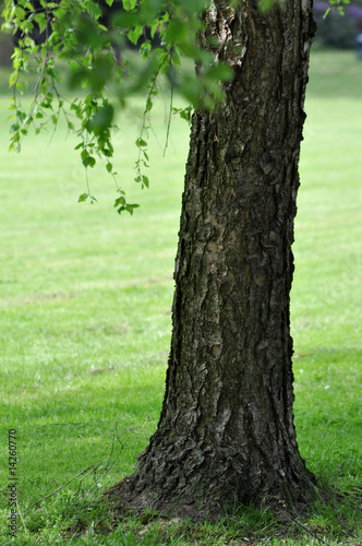 Photo: Einsames Baum Einsames Baum