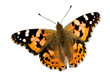 Foto: Colorful butterfly isolated on white with clipping paths Colorful butterfly isolated on white with clipping paths