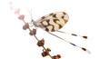 Foto: butterfly isolated on white with clipping paths butterfly isolated on white with clipping paths