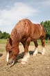 cheval percheron