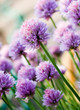 Chive Purple flower Chive Purple flower
