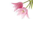 Tulip