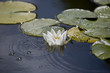 white delicate water lily